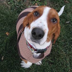 $20 Leash on Life gift card